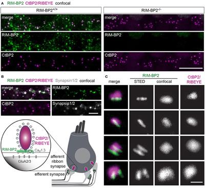 RIM-Binding Protein 2 Promotes a Large Number of CaV1.3 Ca2+-Channels and Contributes to Fast Synaptic Vesicle Replenishment at Hair Cell Active Zones